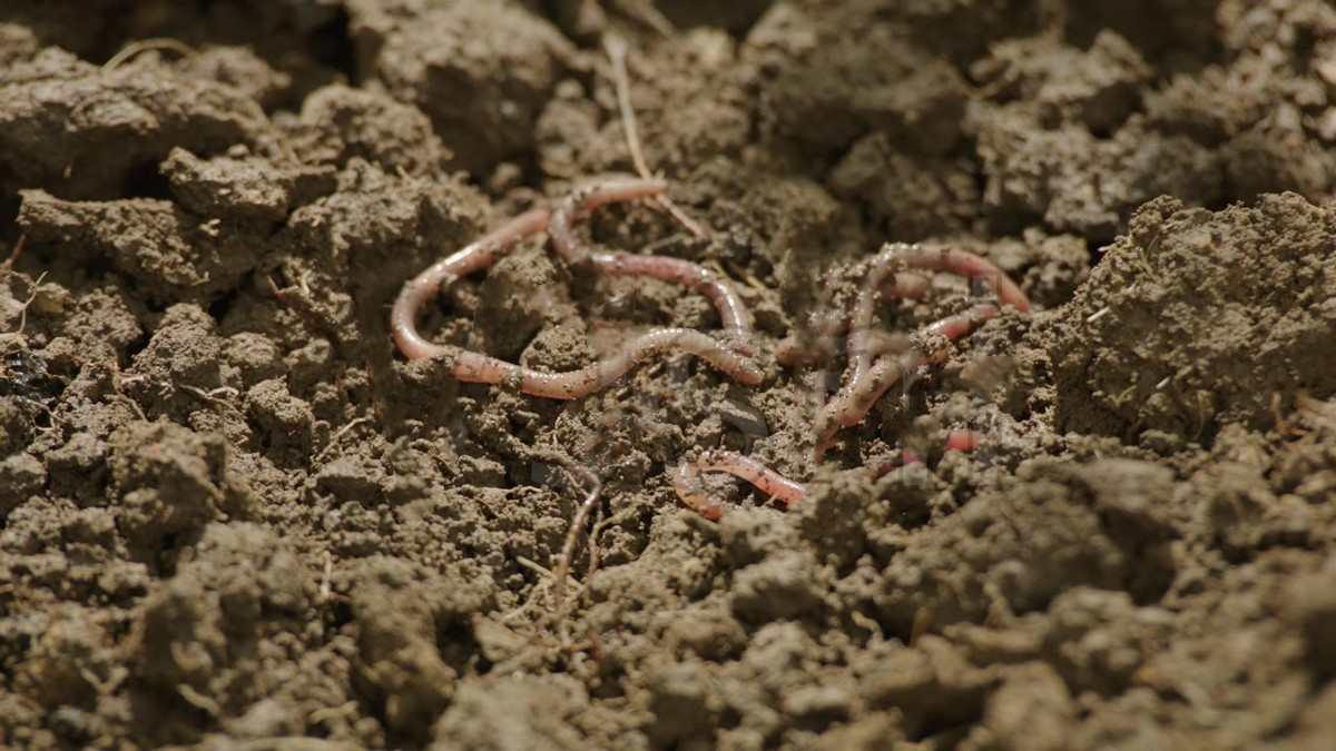 电针入地蚯蚓爬出,农村"电蚯蚓"一天抓上100斤,卖高价药