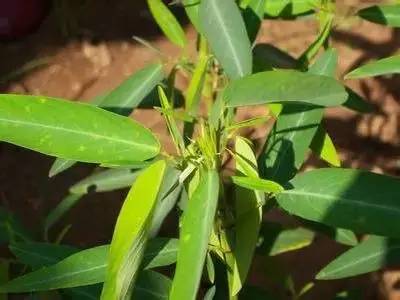 各种花的寓意及花语（100种花的花语大全）