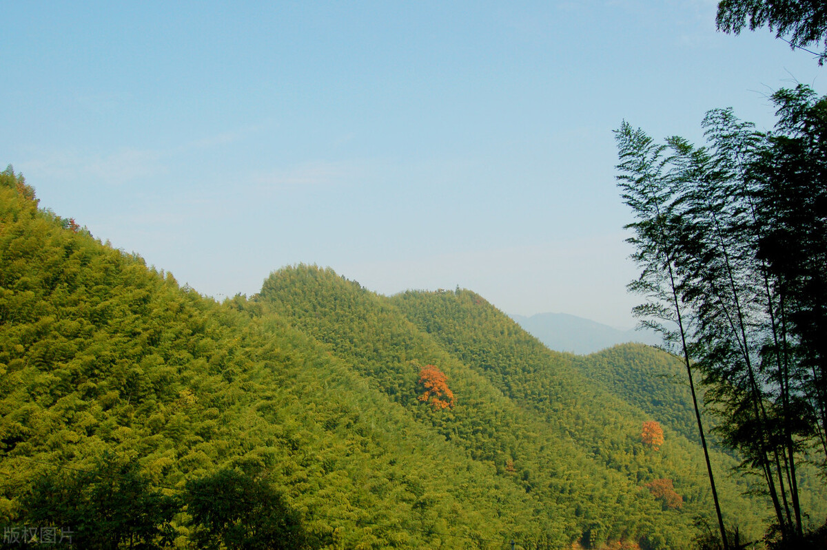 竹林风景图片(国内值得一去的5处竹海) - 赤虎壹号