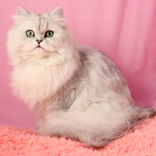 三分钟带你了解完金吉拉猫，你喜欢这只小可爱吗？