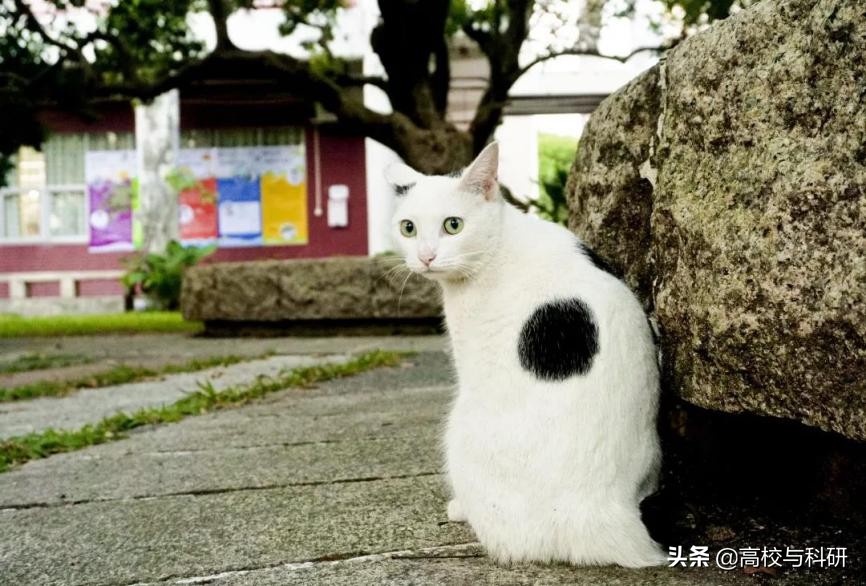 深圳大学，没想到你是这样的存在