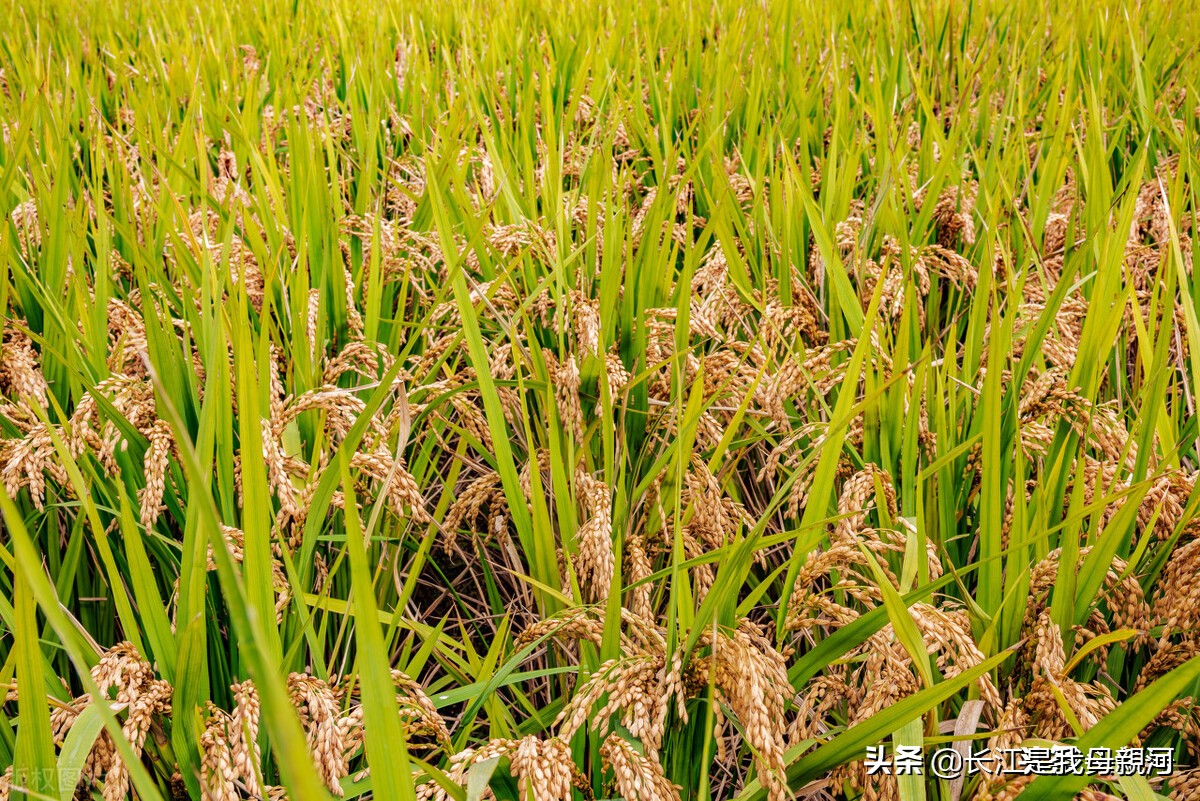 水稻收割在即，但农民还想等等，看看价格能不能上涨一点