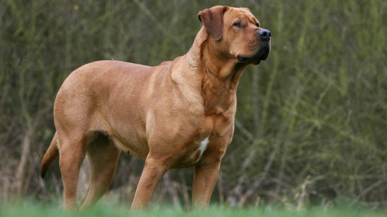 日本土佐(欧美最受欢迎的东方斗犬，凶狠强壮的土佐犬，是一种什么样的狗狗)