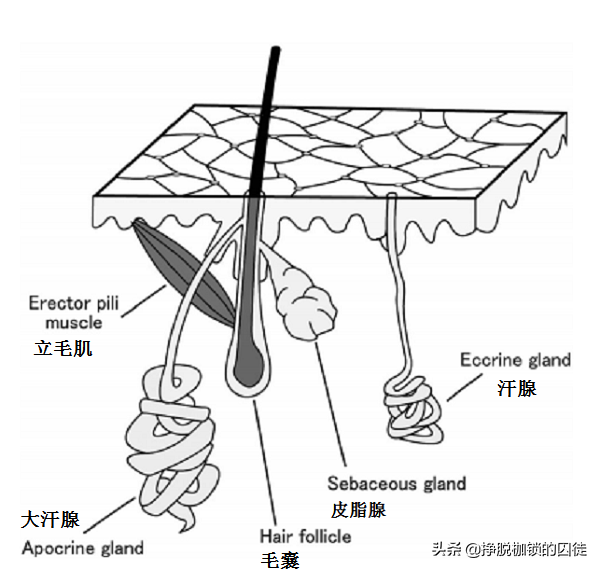 手心为什么特别容易出汗?