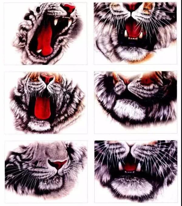 老虎很难画？分步骤教你画老虎，从细节教你，简单易学，快来学习