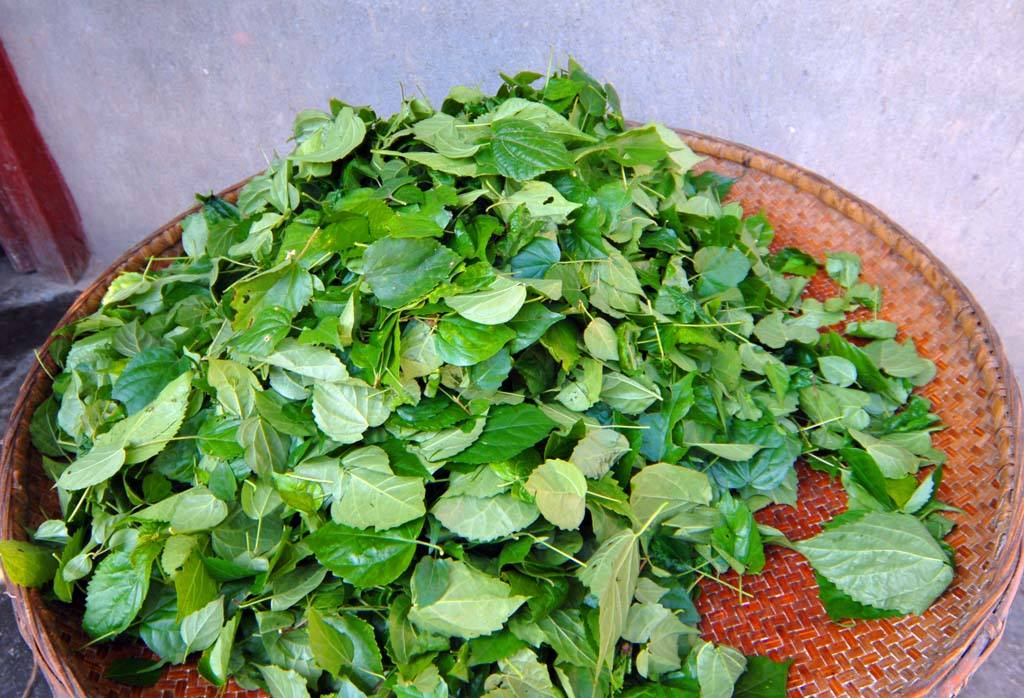 农村一种用树叶和牙膏做的"豆腐",人称"神仙豆腐",你吃过吗-380度知识