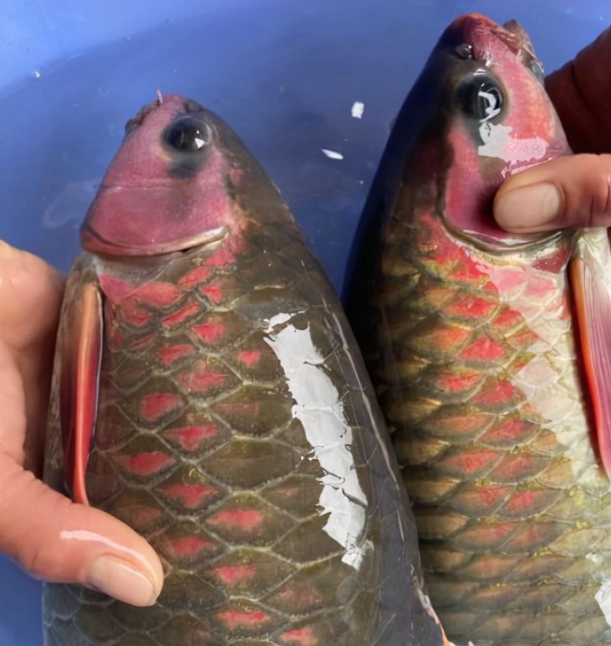 广西老乡钓获“怪鱼”：像极了军鱼，鱼鳃鱼头却是罕见的粉红色