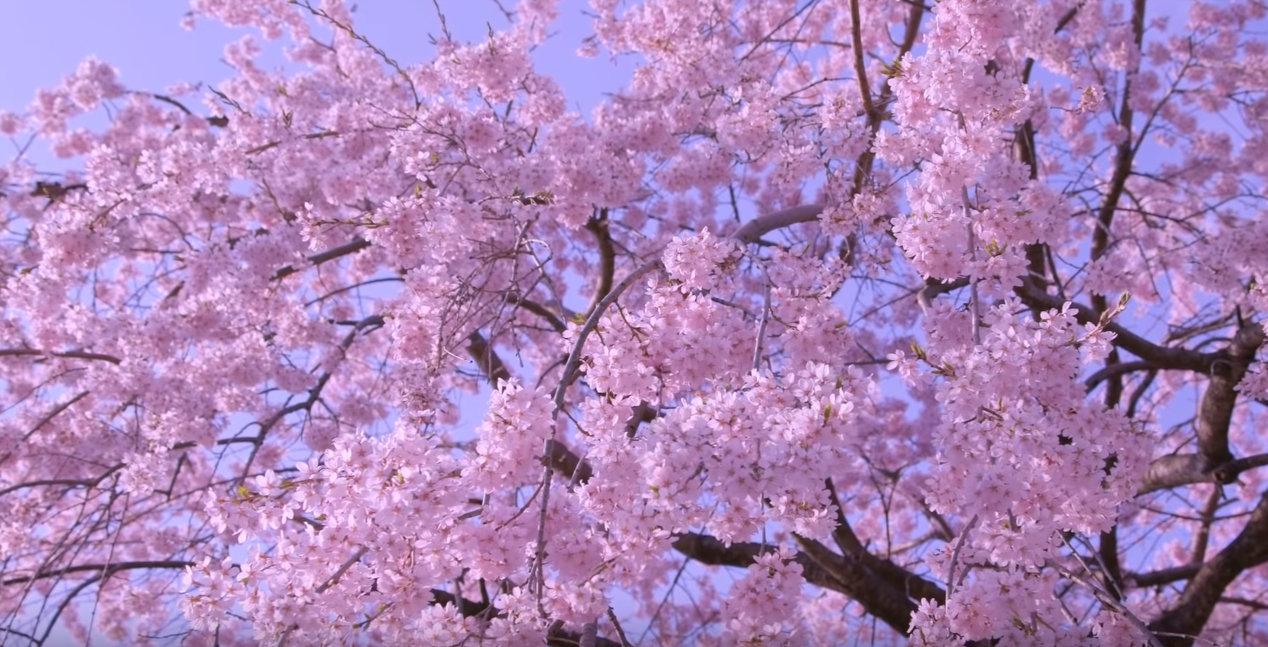 日本奥运会花费日元多少钱（投入超3万亿日元！为什么说日本奥运会延期已是最好结果？）