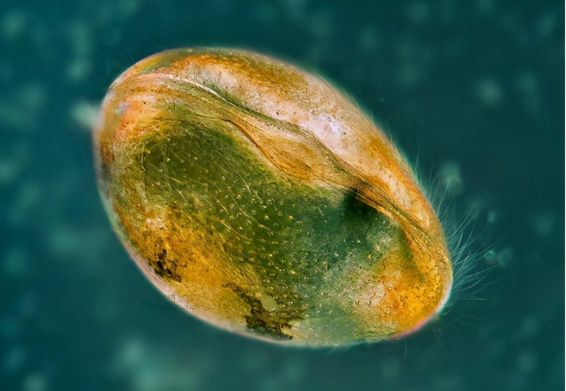 精子大小(琥珀中发现“巨型精子”，大小是人类10倍，什么精子长这么大？)