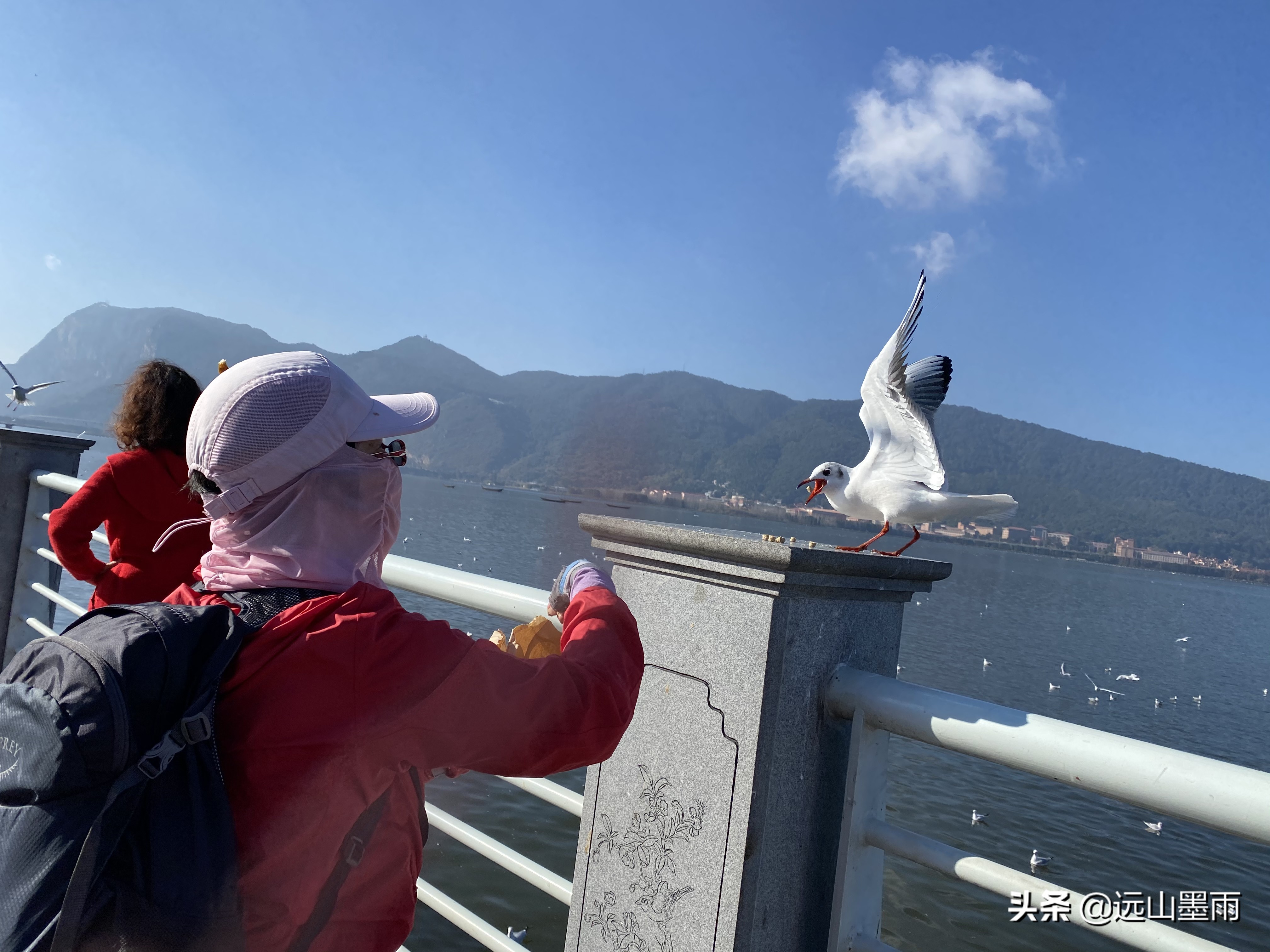 昆明海鸥在哪里看(冬季到昆明看海鸥，这是一道独特的风景，猜想是不会让你失望的)