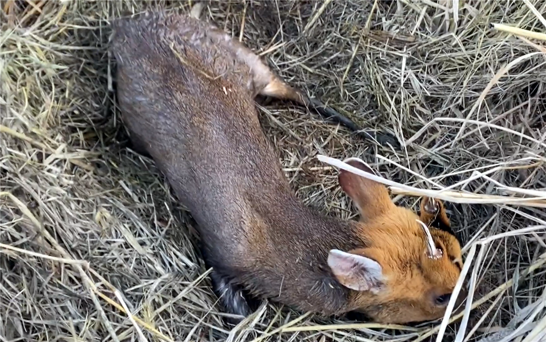 杭州临安发现一只黄猄,一条腿被兽夹夹伤,好心大妈救助后放生