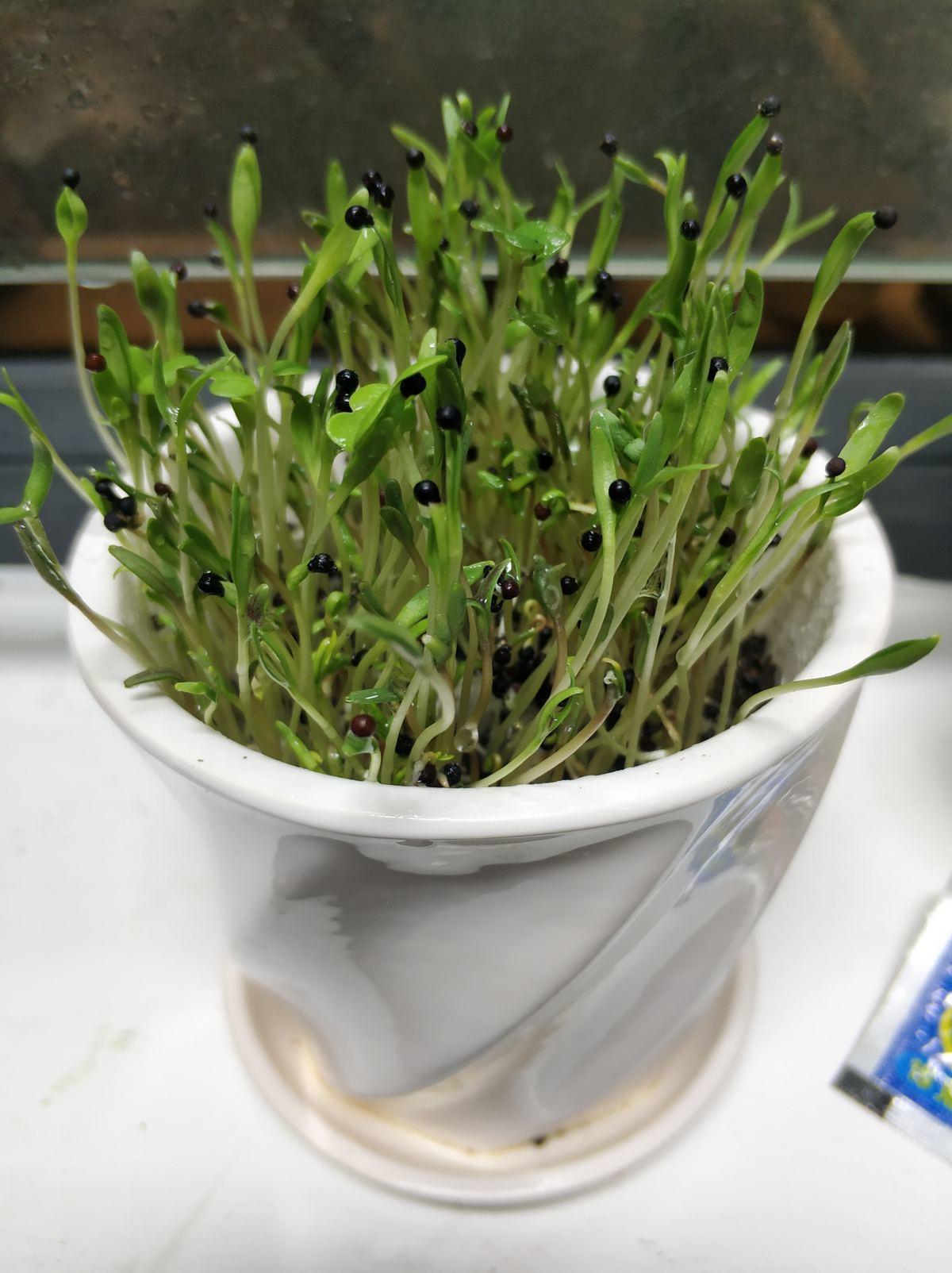 满天星有种子吗(满天星的种子怎么种)