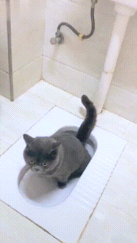 蓝猫上厕所被铲屎官盯住，猫：你别看我！你一看我我就拉不出来！