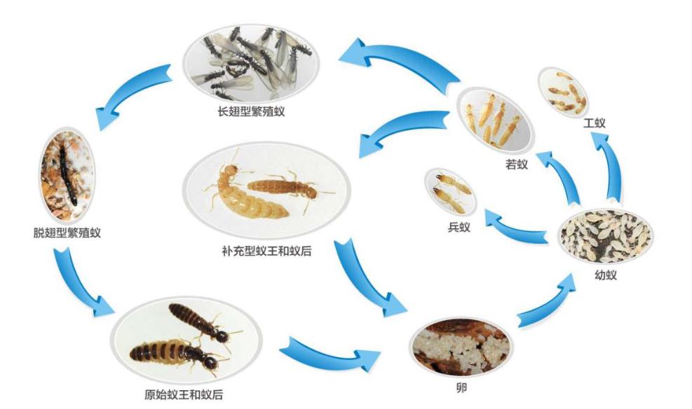 注意！成都白蚁分飞期3月26日开始 这些防治电话请收藏