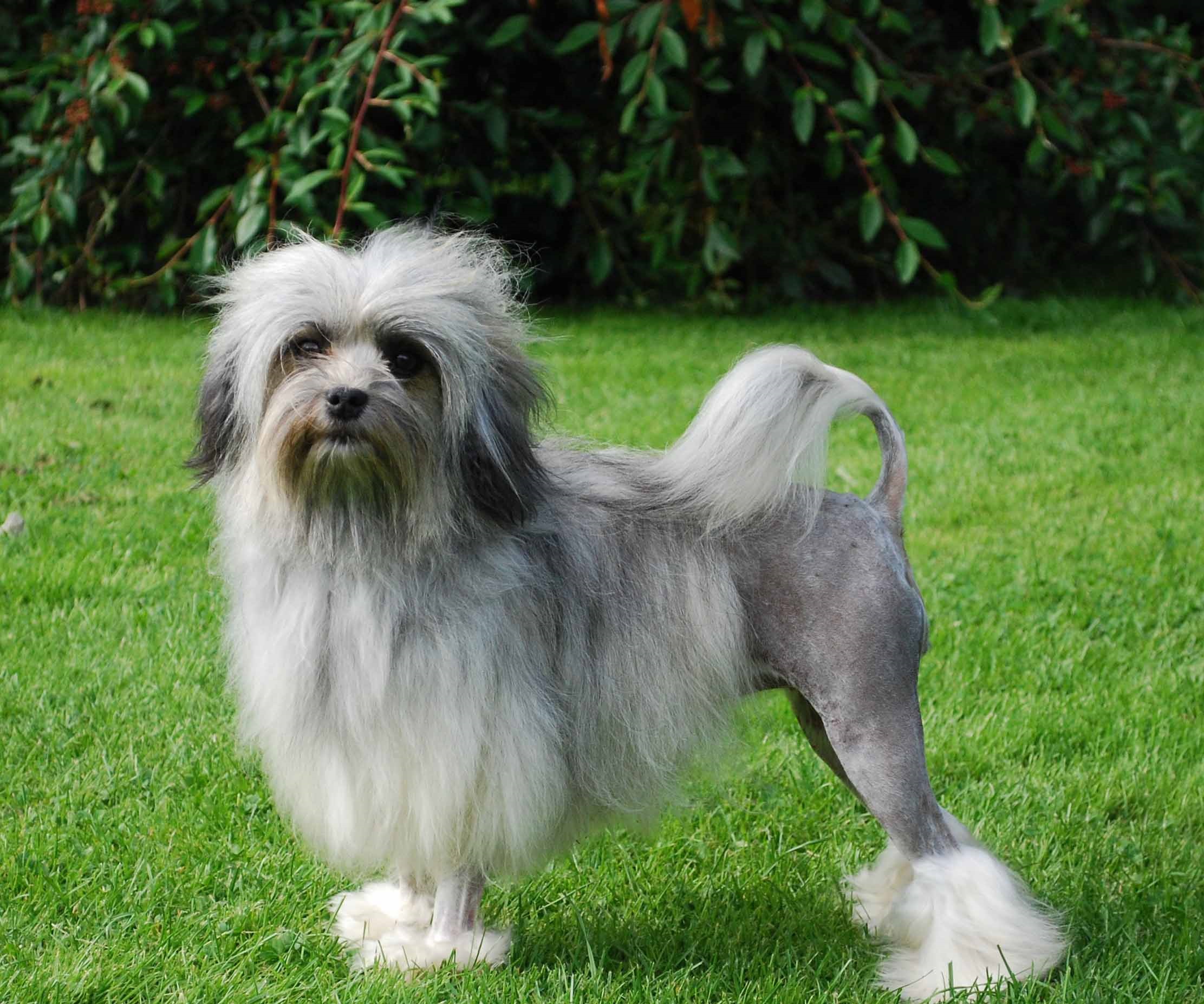 罗秦犬起源于法国,是真正的欧洲种,这是一种小型,欢快而活泼的狗,非常