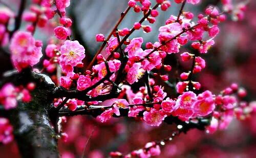 骨里红梅花图片（骨里红梅花深红色具微香）