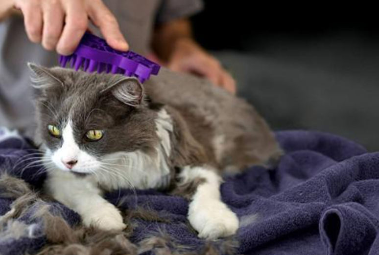 肚子里有“寄生虫”的猫，大多会有这些表现