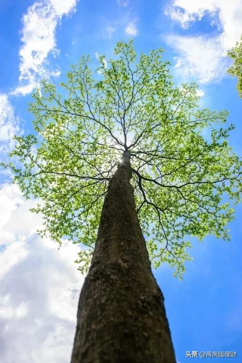 拿到证书的发朋友圈心情说说怎么写?_晶羽文学网
