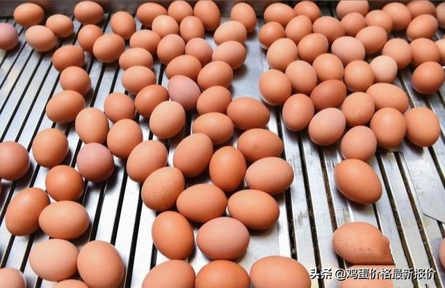 蛋联网河南省今日鸡蛋价格，河南省社保联网了吗?
