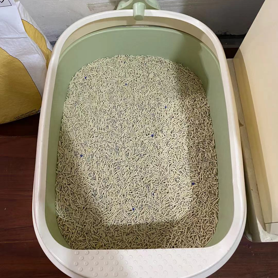 养猫一个月多少预算，新手养猫的注意事项？这些东西一定要注意
