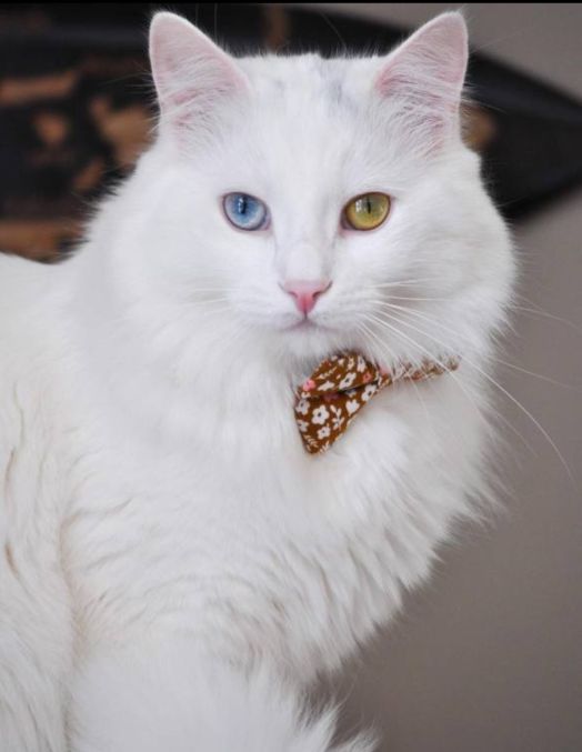 蓝眼白猫多少钱一只田园猫有蓝色眼睛吗