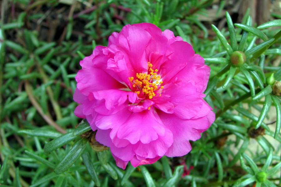 向日葵什么季节开花(6种太阳花，各有特色，一睹风采吧)