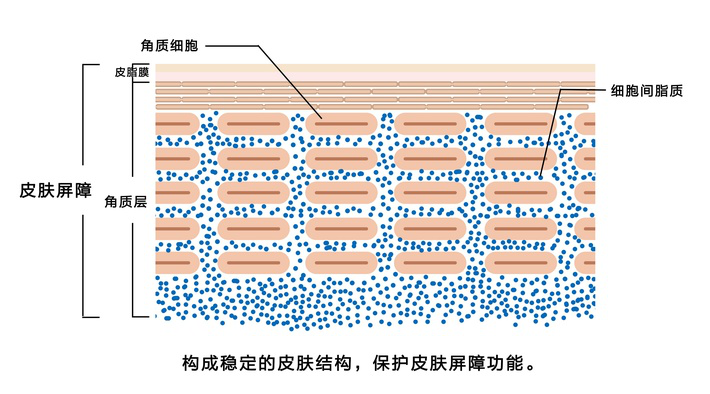 敏感肌皮肤屏障受损怎么修复