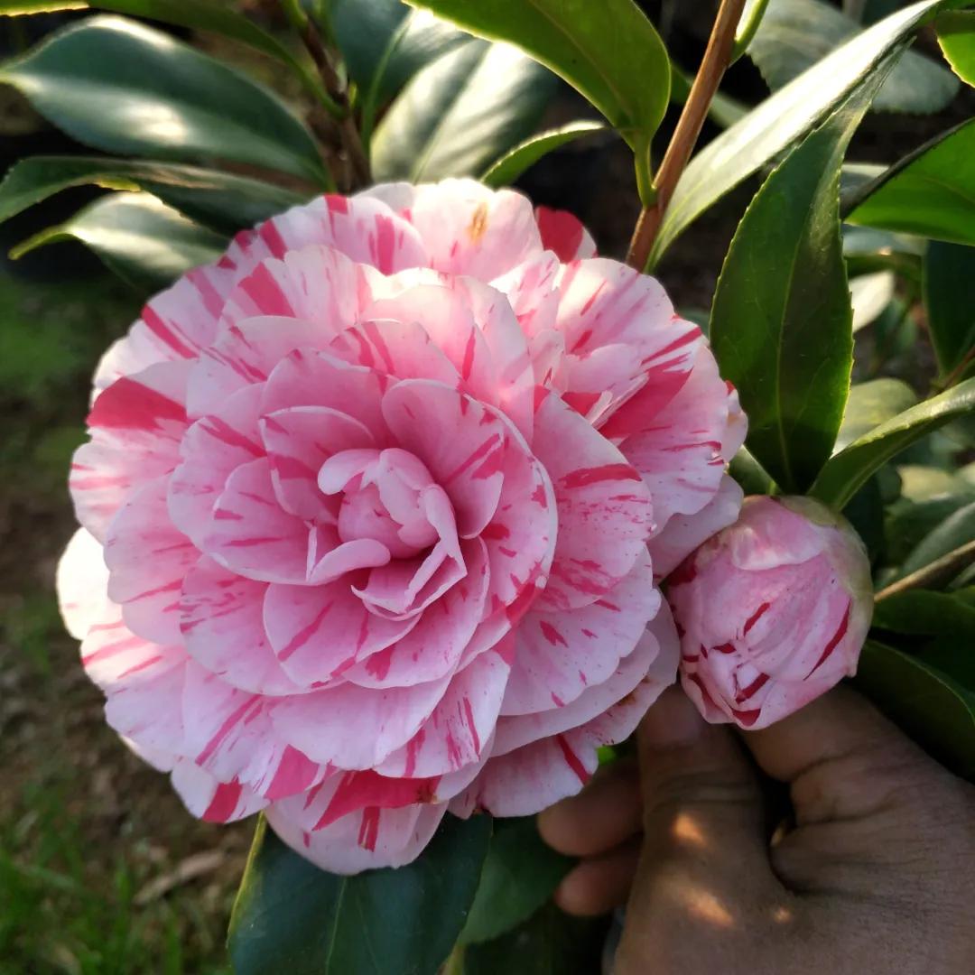 花期长好养护的茶花-花期长好看又好养的茶花 - 114知识网