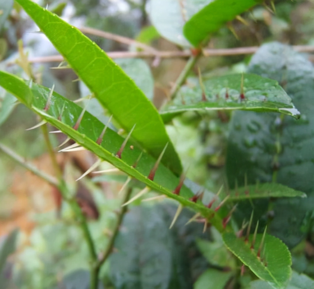 野花椒根,野花椒根煮水的作用