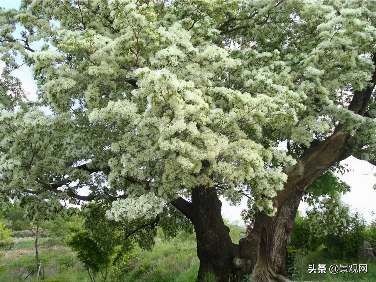 流苏树在北方叫什么（适合在北方种植的珍贵树种详讲）