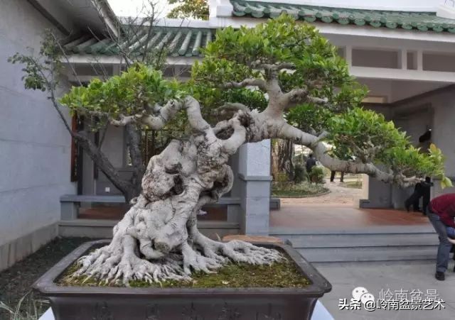 榕樹盆景圖片,榕樹盆景圖片大全欣賞