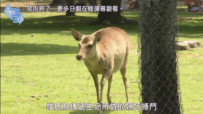 奈良小鹿一年伤了209人！8人骨折！原来鹿有这个反应是攻击的意思