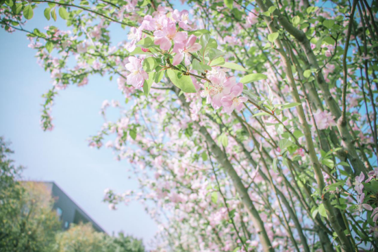 高清大图惊艳来袭！或许，“她”就是南京大学最美校花！