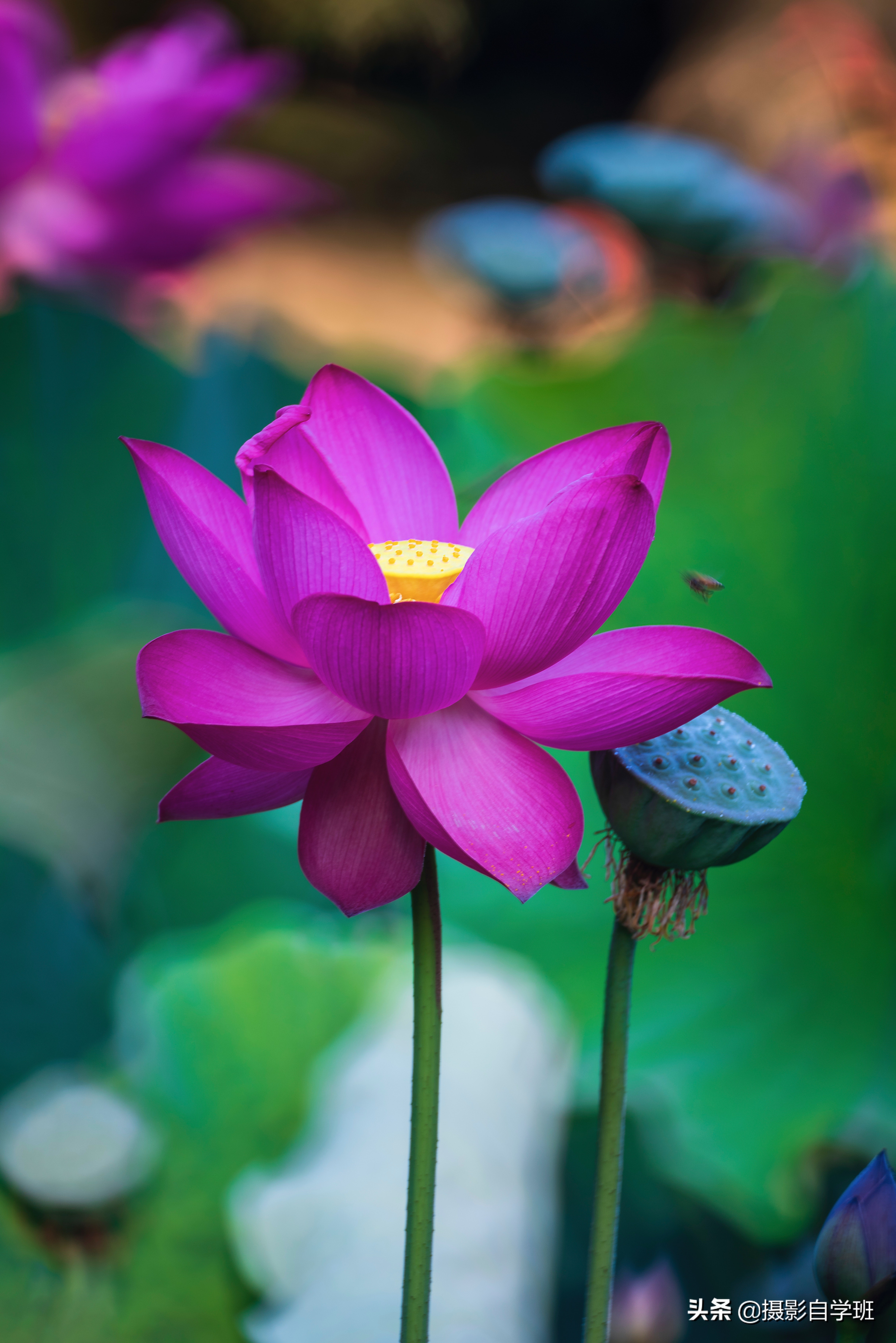 用9组正反对比,20张荷花照片,告诉你拍荷花如何避坑,会更好看