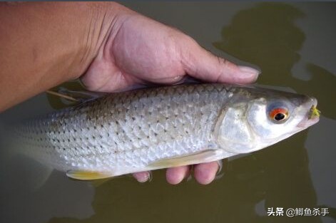 永定河里的鱼(禁食令：北京市从6月1日起，这17种鱼将严禁食用)