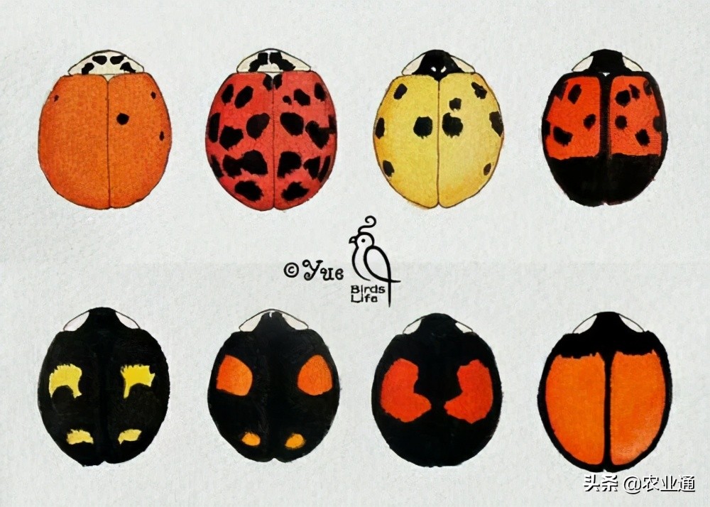 瓢虫是益虫还是害虫瓢虫种类知多少