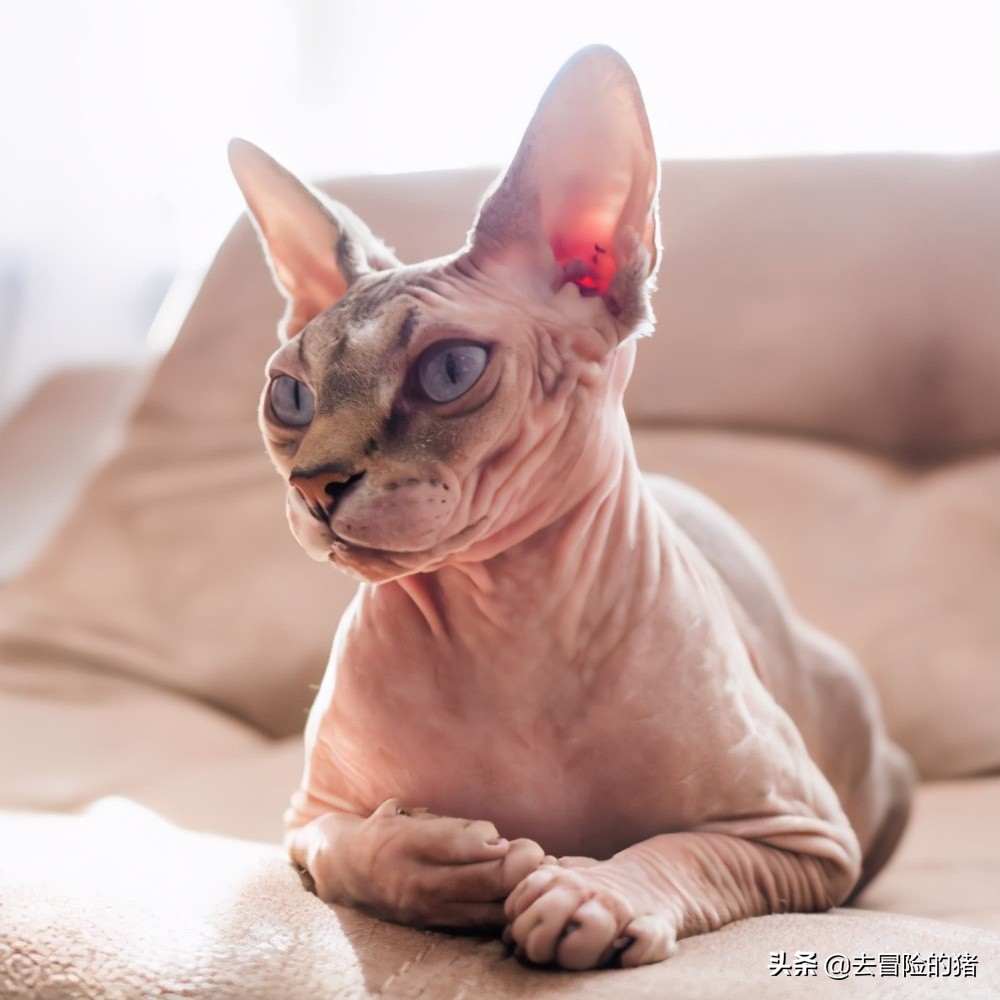 加拿大无毛猫,该品种是一个非常棒的宠物,忠诚而深情,友好而聪明,喜欢