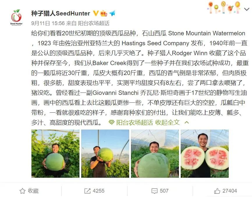 三倍體無籽西瓜,三倍體無籽西瓜培育過程