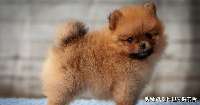 称它为小狗或泰迪熊兼狗——两者都行!