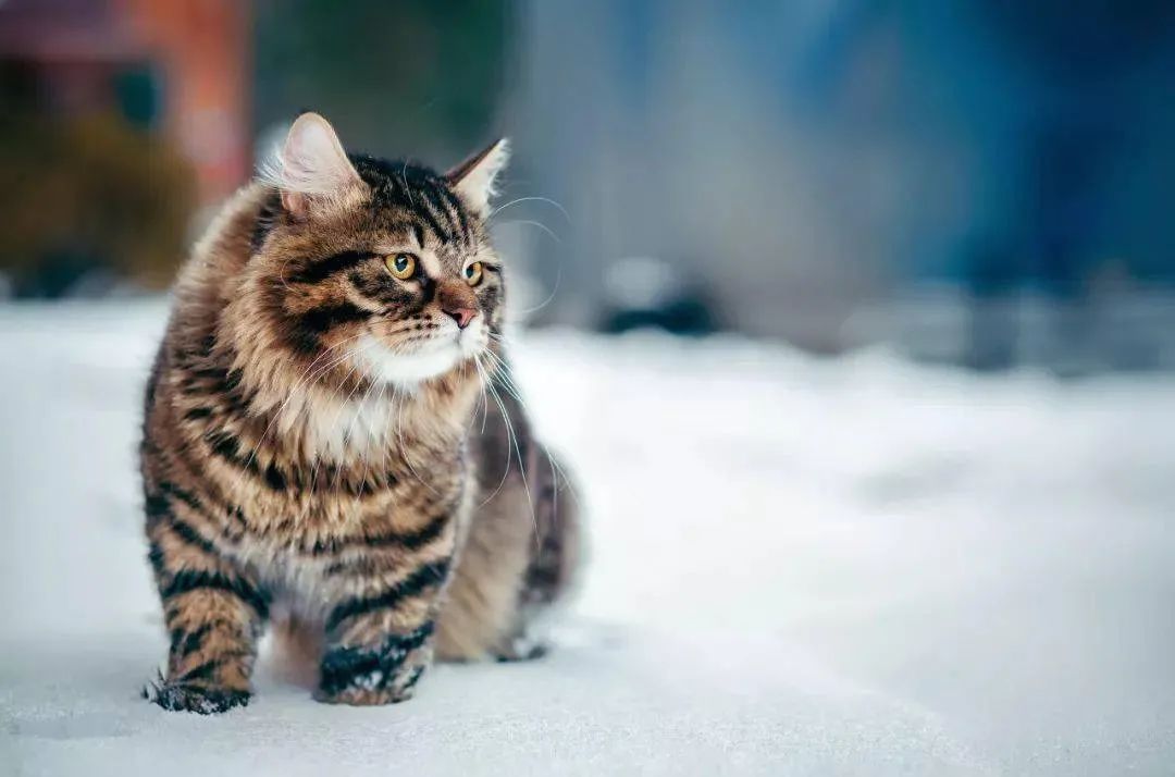 西伯利亚森林猫 狸花猫