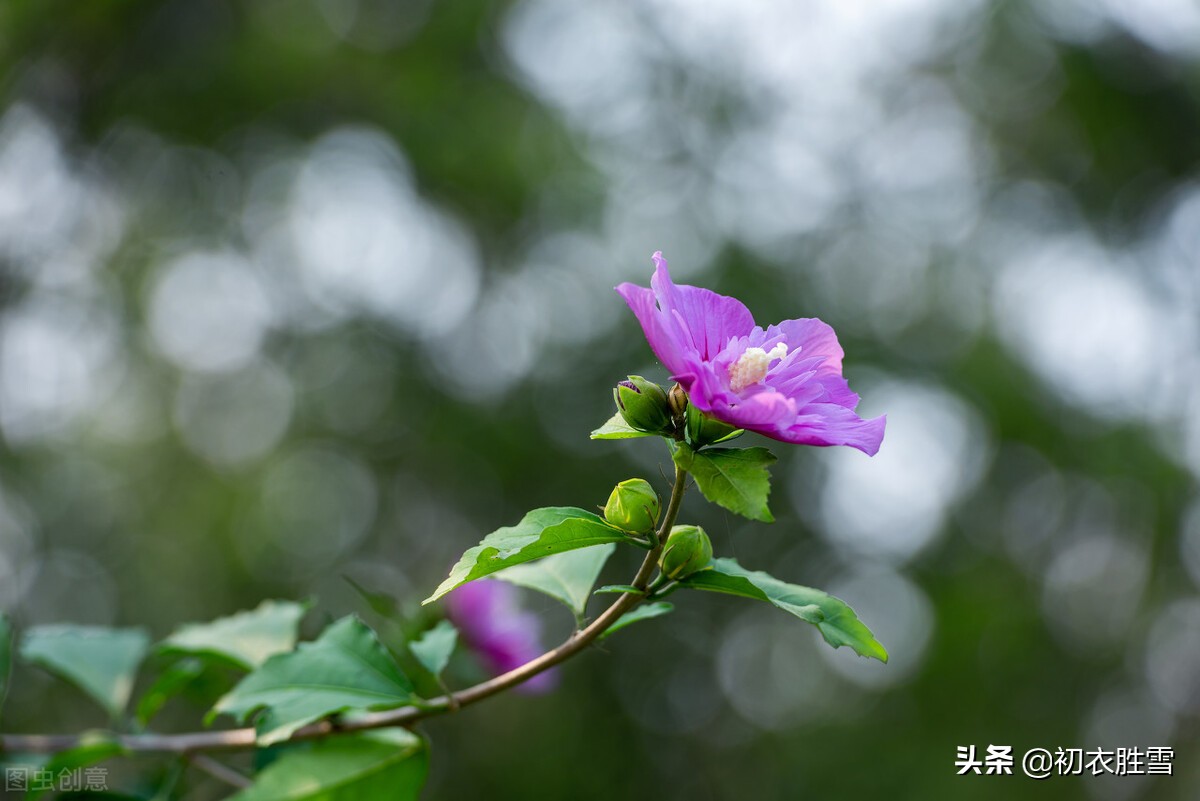 夏花木槿古诗七首欣赏，谁说槿花不见夕，它是一日一回新