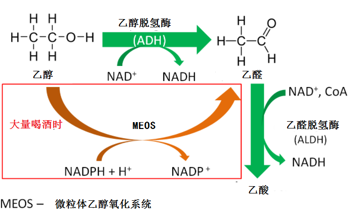 白酒喝多了，第二天特别难受还要上班，有什么方法可快速解酒？
