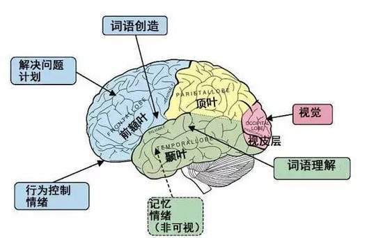 如何让自己变得更聪明？六个秘诀，重塑你大脑的潜能