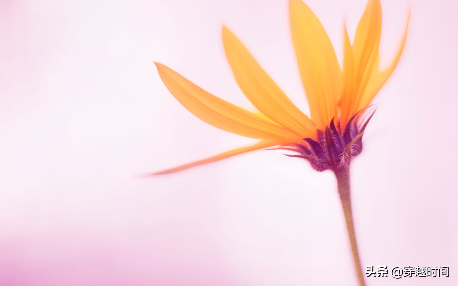 我的专栏可以查看更多文章~「装个系统」linux企鹅大战windows壁纸