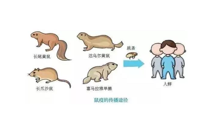 世界七大恐怖病毒，曾造成大规模死亡，是如何被人类制服的？