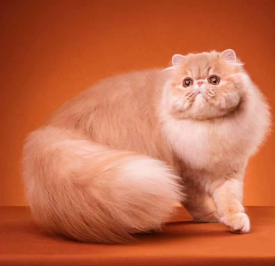 世界上最乖巧的10种猫咪，据说无人能抵挡住它们的温柔
