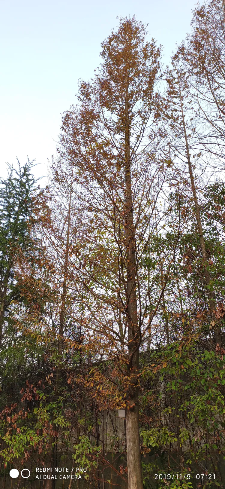 陪你一起看湖北省广水一中①——走进植物王国