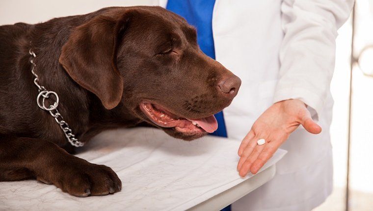 泼尼松和泼尼松龙的狗：用法，剂量和副作用