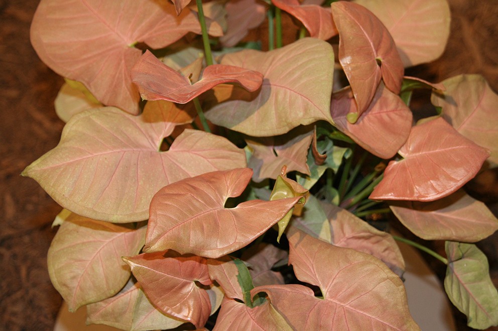 白蝴蝶植物绿植怎么养（绿植白蝴蝶的简单养法）