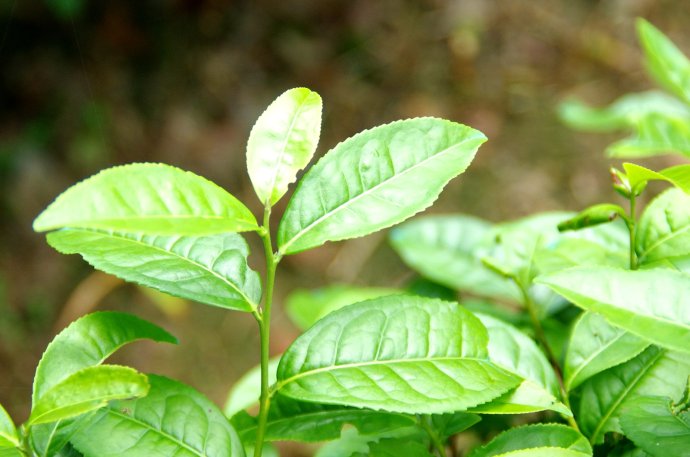 奇丹,才是真正的大红袍!